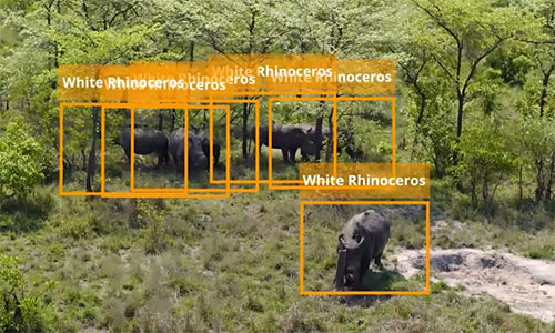 野生動物の出没検知